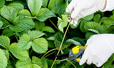 Diagnostic Plantes Namur