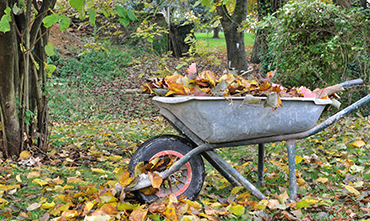 Ramassage Feuilles Namur