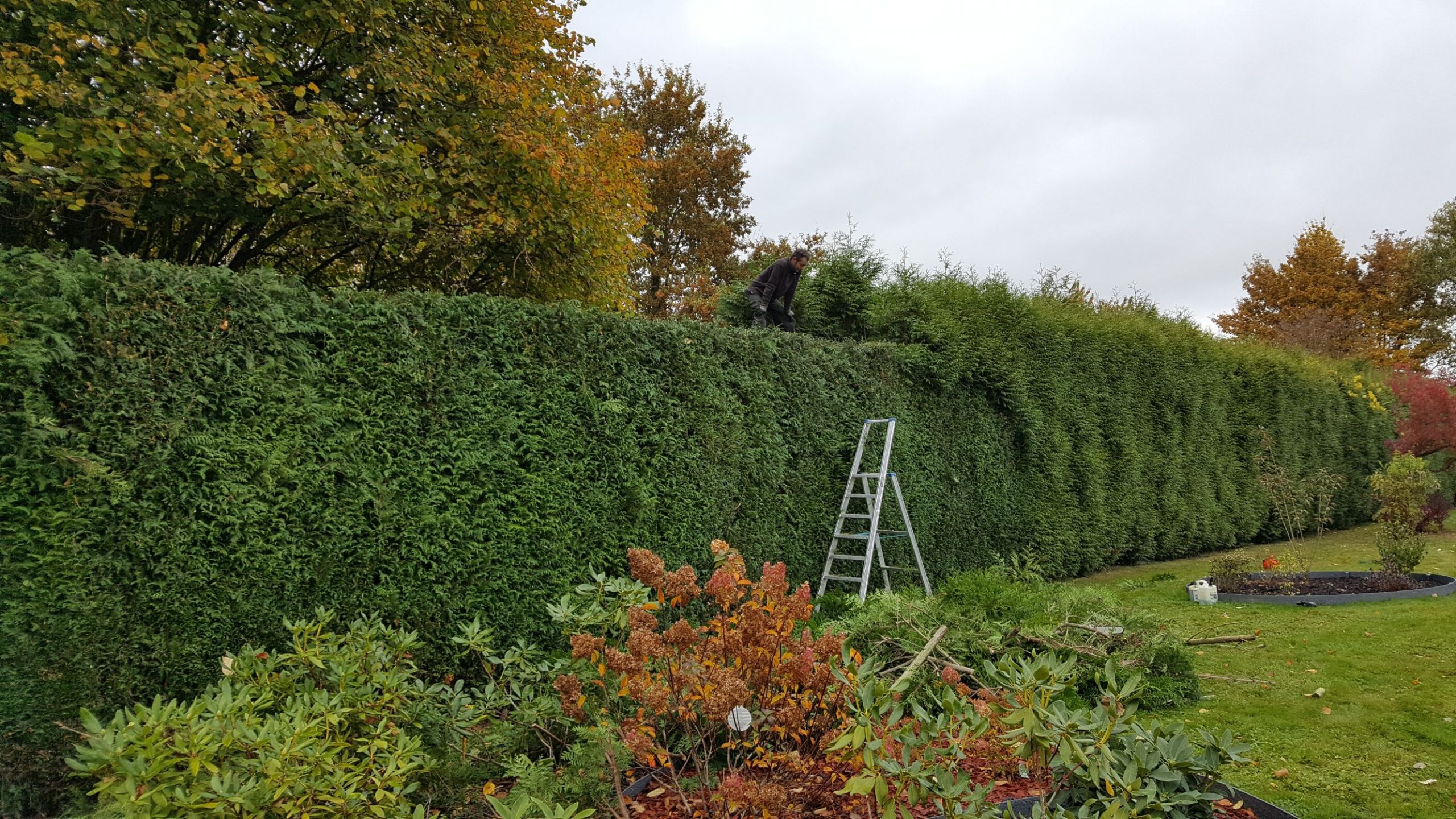 edens-garden-abattage-elegage-belgique (3)